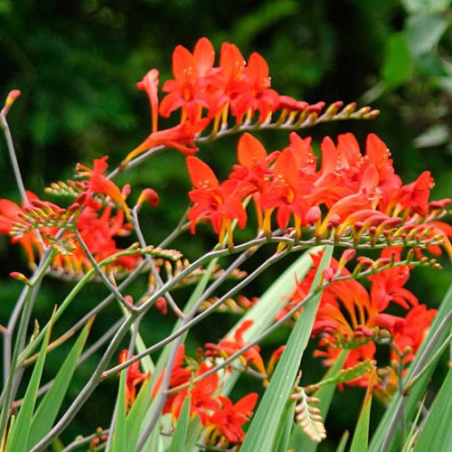 Crocrosmia Lucifer - Pb5 - Image 2