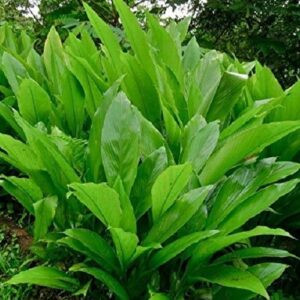 Curcuma longa, Turmeric - 2Ltr