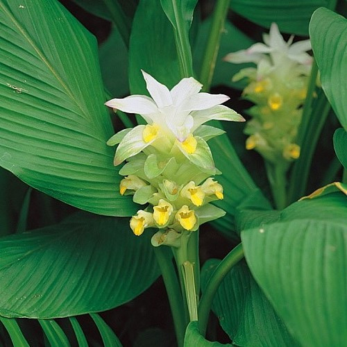 Curcuma longa, Turmeric - 2Ltr - Image 2