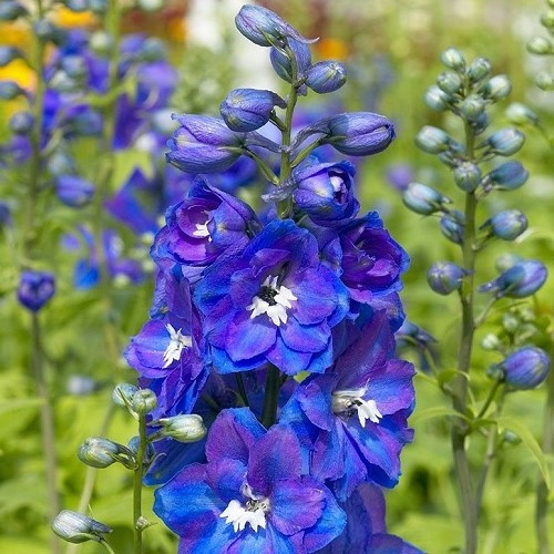 Delphinium Guardian Blue - 2.5Ltr - Image 2