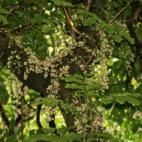 Dysoxylum spectabile, Kohekohe - Pb6.5 (80/120)