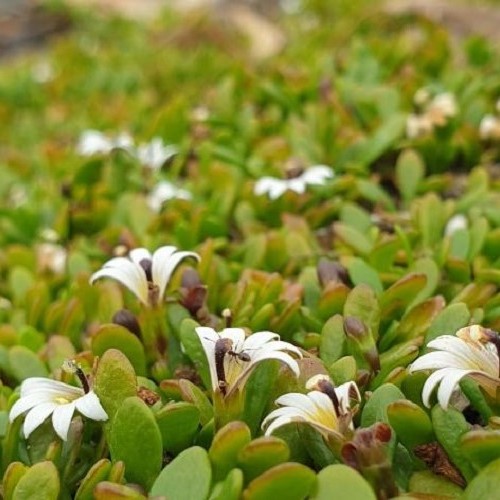 Selliera radicans, Remuremu - 1Ltr - Image 2