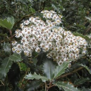 Olearia macrodonta, Arorangi - Pb6.5 (20/40)