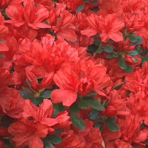 Azalea Dr. Glaser - 2.5Ltr - Image 2