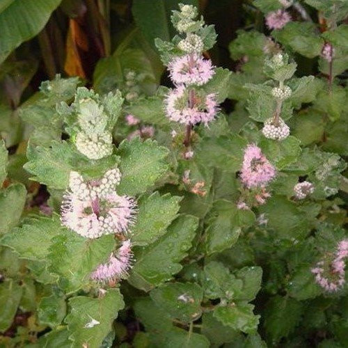 Caryopteris Pavillion Pink, False Spirea - 1.5Ltr