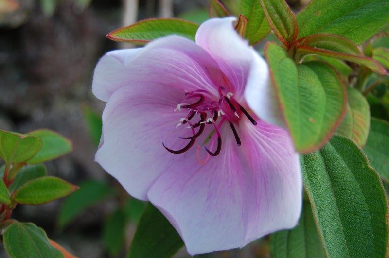Tibouchina Moonstruck - pb5 (50/60)