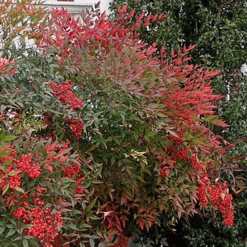 Nandina Richmond - Pb5 - Image 2