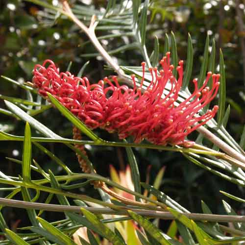 Grevillea Robin Hood - Pb5 - Image 2