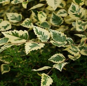 Betula nigra Shiloh Splash, Variegated River Birch - Pb40