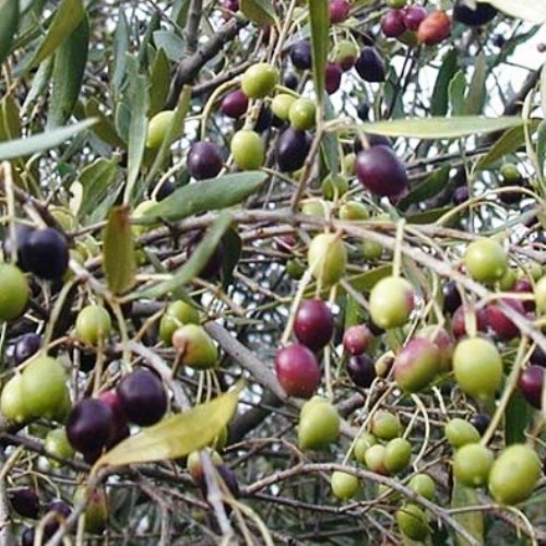Olive Frantoio - Pb12 - Image 2
