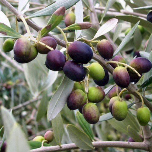 Olive Picholine - 2.5Ltr