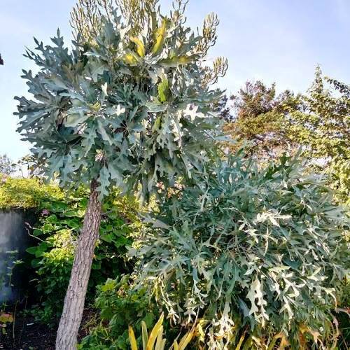 Cussonia paniculata, Mountain Cabbage Tree - 4Ltr