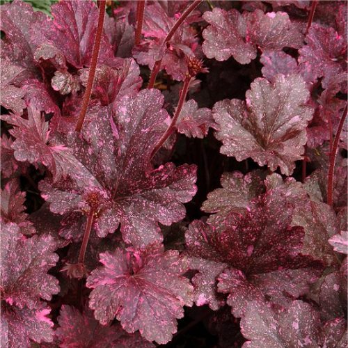 Heuchera Midnight Rose - 2Ltr - Image 2