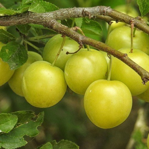 Plum Vincent's Gold - Pb18 - Image 2