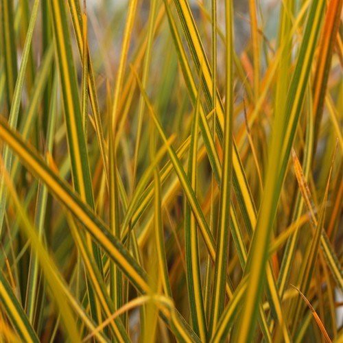 Libertia Goldfinger - Pb5