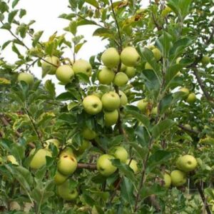 Apple Sinta - Pb12