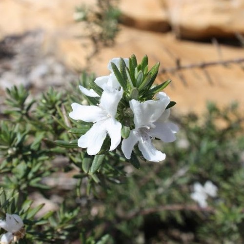 Westringia Mundi, Coastal Rosemary - 4Ltr - Image 2