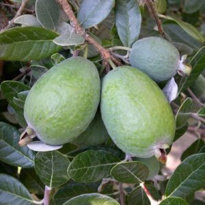 Feijoa Pounamu - 3.5Ltr
