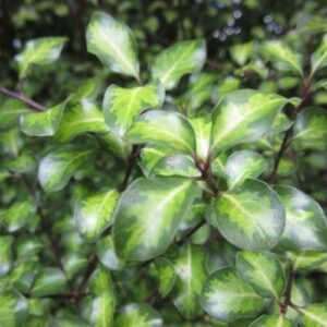 Pittosporum Tandara Gold - Pb6.5