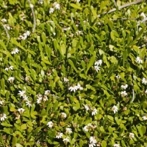 Selliera radicans, Remuremu - 1Ltr