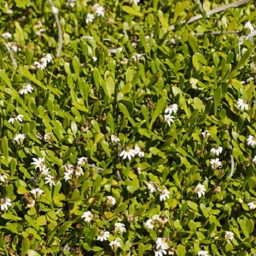 Selliera radicans, Remuremu - 1Ltr