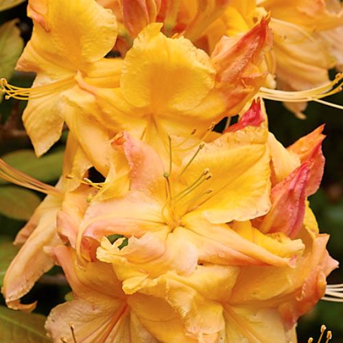 Azalea Delectable (dec.) - 4.7Ltr - Image 2