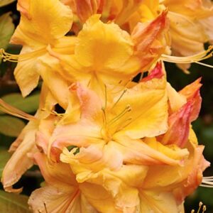 Azalea Delectable (dec.) - 4.7Ltr