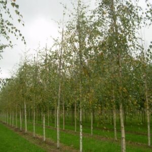 Betula pendula Laciniata, Cutleaf Weeping Birch - Pb18