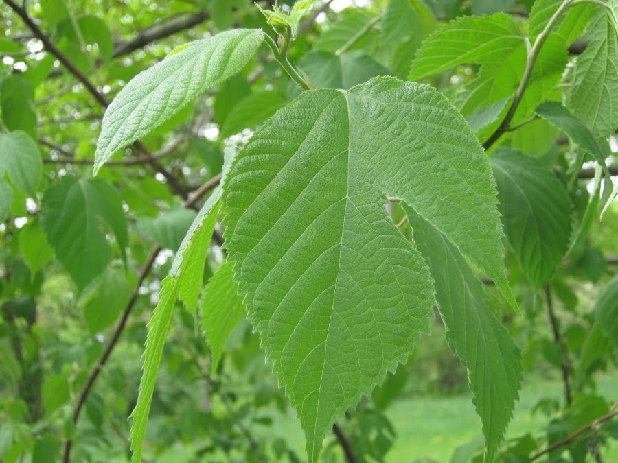Broussonetia papyrifera, Paper Mulberry - Pb12/28