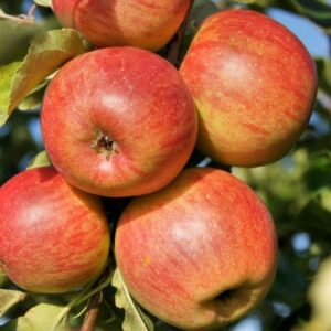 Apple Maigold - Pb12