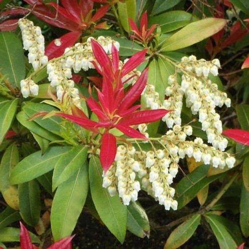 Pieris Wakehurst - 3.5Ltr - Image 2