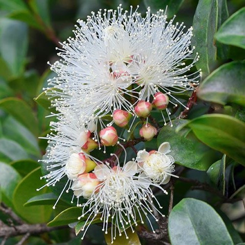 Syzygium Resilience, Lilly Pilly - 6ltr 1.3m bushy - Image 2