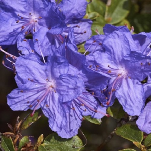 Rhododendron Blue Diamond - 6.0Ltr - Image 2