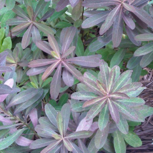 Euphorbia Tui, Spurge - Pb6.5 - Image 2