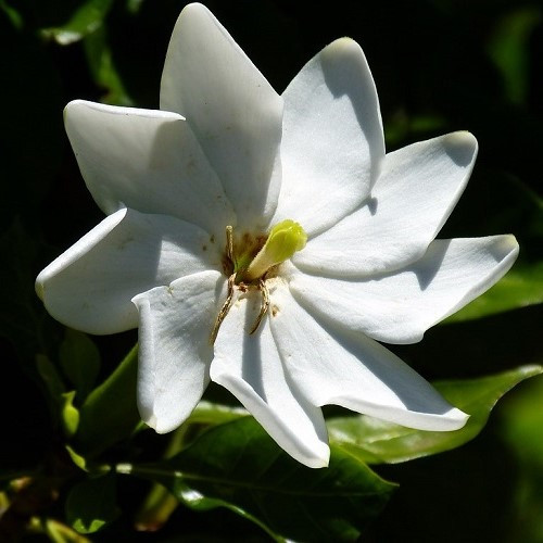 Gardenia thunbergii, Tree Gardenia - Pot - Image 2
