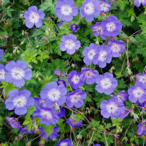 Geranium Rozanne - Pb6.5 - Image 2