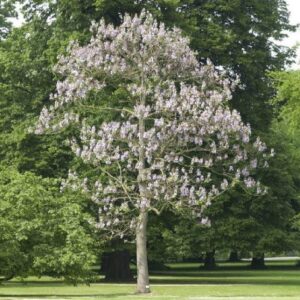 Paulownia tomentosa, Empress Tree -2-2.3m tall