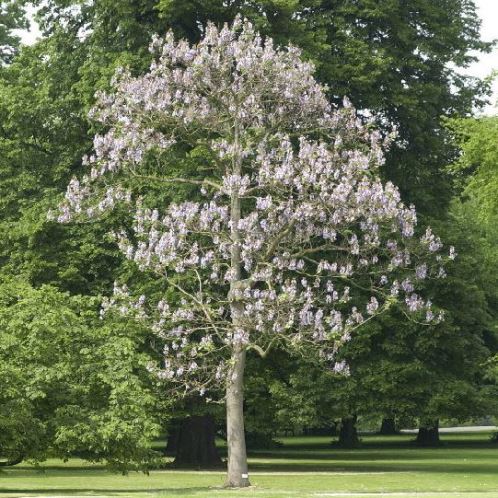 Paulownia tomentosa, Empress Tree -2-2.3m tall