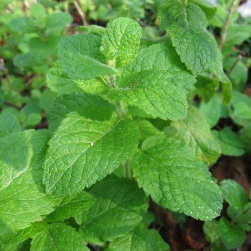 Mentha, Mint - Image 2