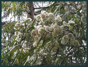 Eucalyptus citriodora, Lemon-Scented Gum
