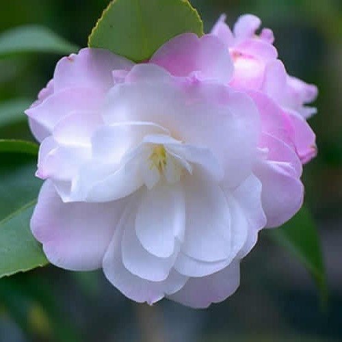 Camellia Cinnamon Cindy - 2Ltr/2.4Ltr - Image 2