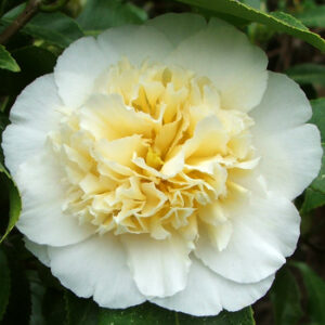 Camellia Jury's Yellow - Pb6.5 (60/70)