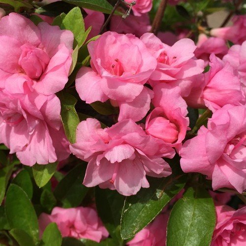 Azalea Comtesse de Kerchove - 1.25Ltr - Image 2