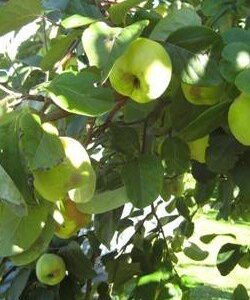 Quince Smyrna - pb12/18