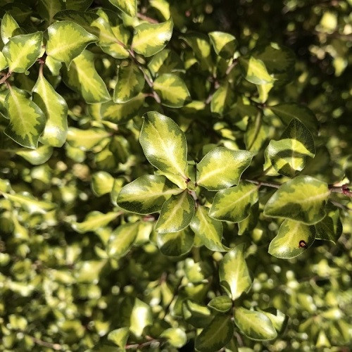 Pittosporum Lighten Up - Pot - Image 2