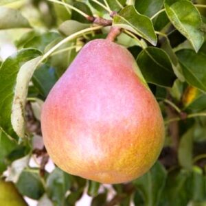 Pear Double Doyenne Du Comice/Winter Nelis - Pb18