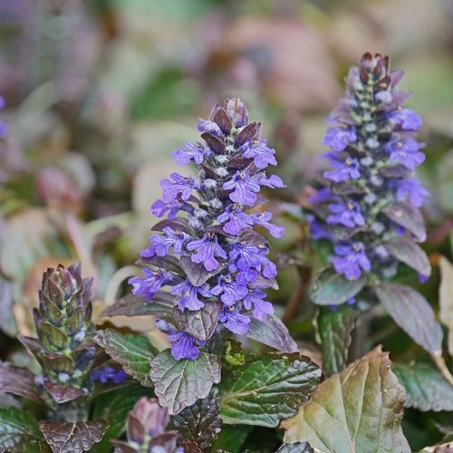 Ajuga reptans, Bugle Flower - 1Ltr/2.5Ltr - Image 2