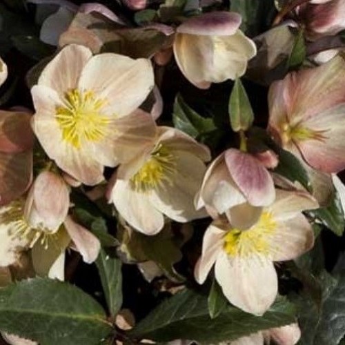 Helleborus Camelot - 2.4Ltr - Image 2