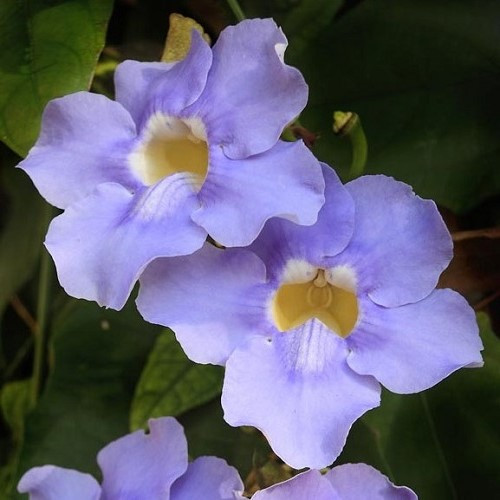 Thunbergia natalensis, Dwarf Thunbergia - 2Ltr - Image 2