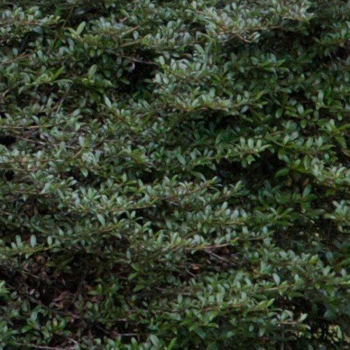 Coprosma Black Cloud - Pb3/Pb5 - Image 2